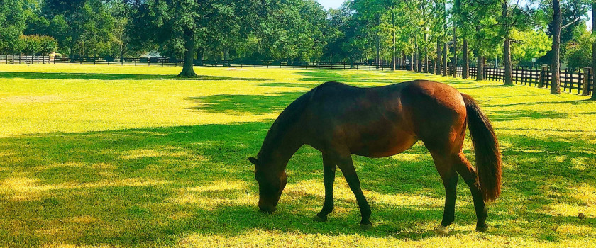A horse eating grass in the Texas countryside.