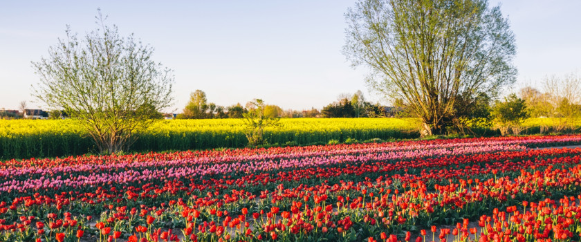 A field of tulip flowers in the spring