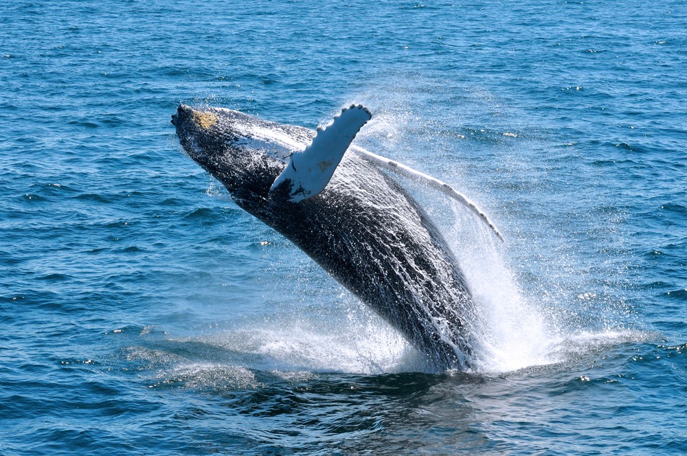 Don't miss whale watching - one of the most amazing things to do in Cape Cod This summer!
