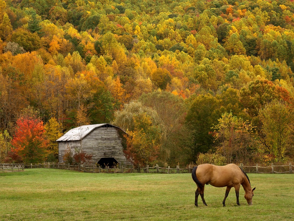 Horses and beautiful fall foliage, a great getaway when visiting the Tryon Equestion Center in Tryon NC